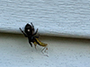bold jumper