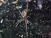 bowl-and-doily spider