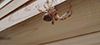 cat-faced orbweaver