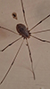 common harvestman