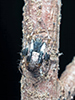 cross orbweaver