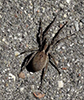 forest wolf spider