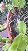 funnel weaver (Family Agelenidae)