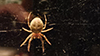furrow orbweaver