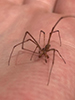 Guatemala long-jawed spider