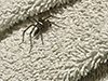 grass spider (Agelenopsis sp.)