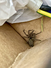 ground wolf spider