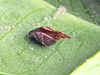 horned parasitic cobweaver