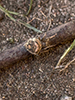 humpbacked orbweaver