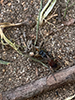 blotchwing spider wasp