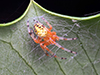 marbled orbweaver