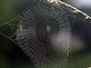 orbweaver (family Araneidae)