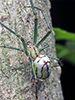 orchard orbweaver