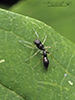 ant-mimicking jumping spider