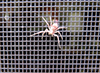 slow running crab spider