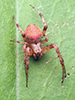spotted orbweaver