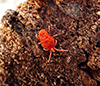 true velvet mite (Trombidium sp.)
