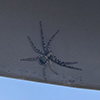 turf running spider