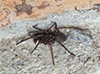 wolf spider (family Lycosidae)