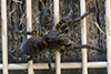 woodland giant wolf spider