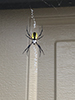 yellow garden spider