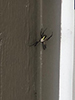 yellow garden spider
