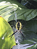 yellow garden spider