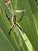 yellow garden spider