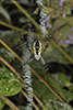 yellow garden spider