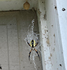 yellow garden spider