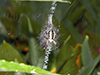 yellow garden spider