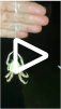 arabesque orbweaver