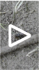 blotchwing spider wasp