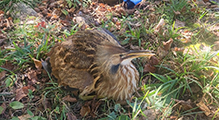 American Bittern 05