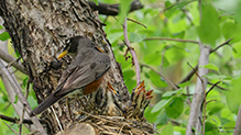 American Robin 13