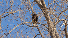 Bald Eagle 53