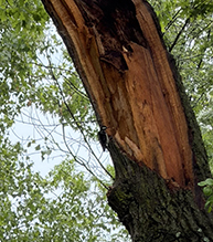 Hairy Woodpecker 06