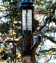 Hairy Woodpecker 07