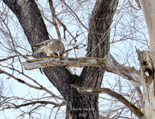Merlin - Featured photo