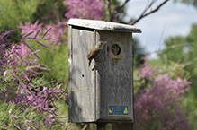 Northern House Wren