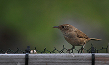 Northern House Wren