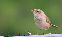 Northern House Wren