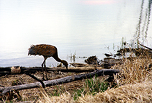 Click to enlarge Sandhill Crane 02