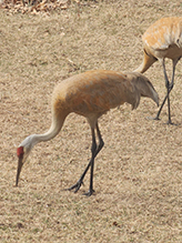 Click to enlarge Sandhill Crane 16