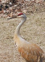 Sandhill Crane - Featured photo