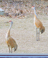 Click to enlarge Sandhill Crane 19