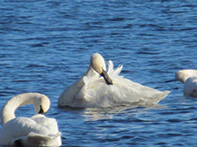 Trumpeter Swan 42