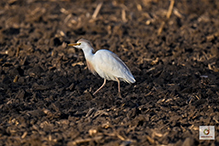 Western Cattle-Egret 08