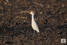 Western Cattle-Egret 09