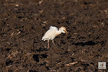 Western Cattle-Egret 10